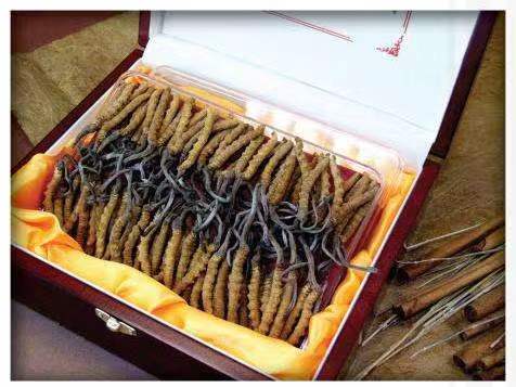 白玉冬虫夏草回收